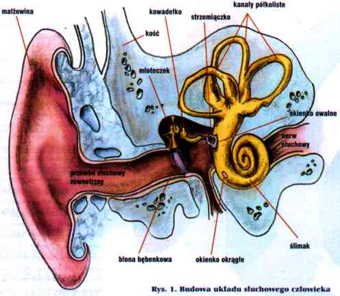 Budowa ucha.